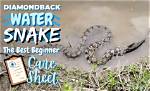 A Guide to the Line Diamondback Snake: Everything You Need to Know