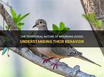 Are Mourning Doves Extinct? Understanding Their Current Status