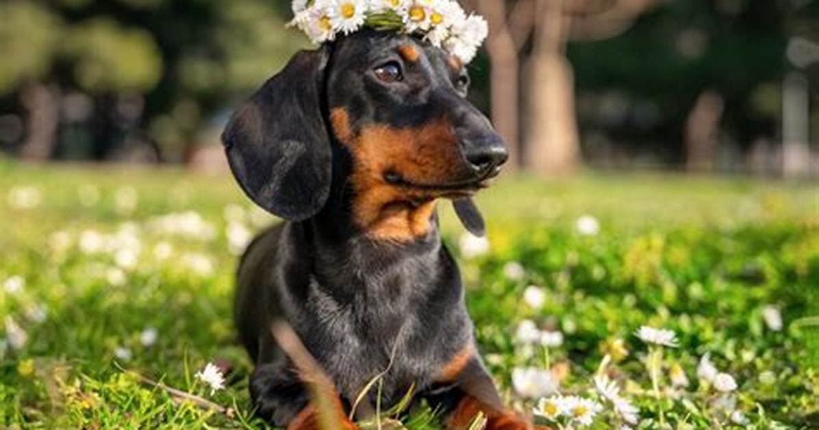 Discover the Charm of the Miniature Dachshund: a Complete Guide
