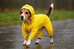 Essential Dog Rain Gear: Keeping Your Furry Friend Dry and Comfortable