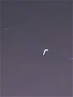 Unveiling the Mysteries of Deephot. Links